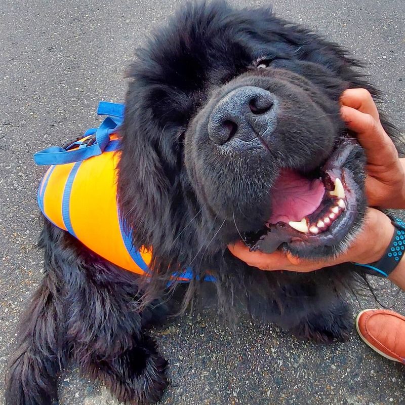 огонь пожарные мчс fire firefighter rescue спасатели дым работа собака счастье фото превью