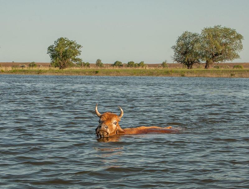 астраханская, обл, с.камышово Я    ПЛЫВУ  ТАКАЯ   ВСЯ..photo preview