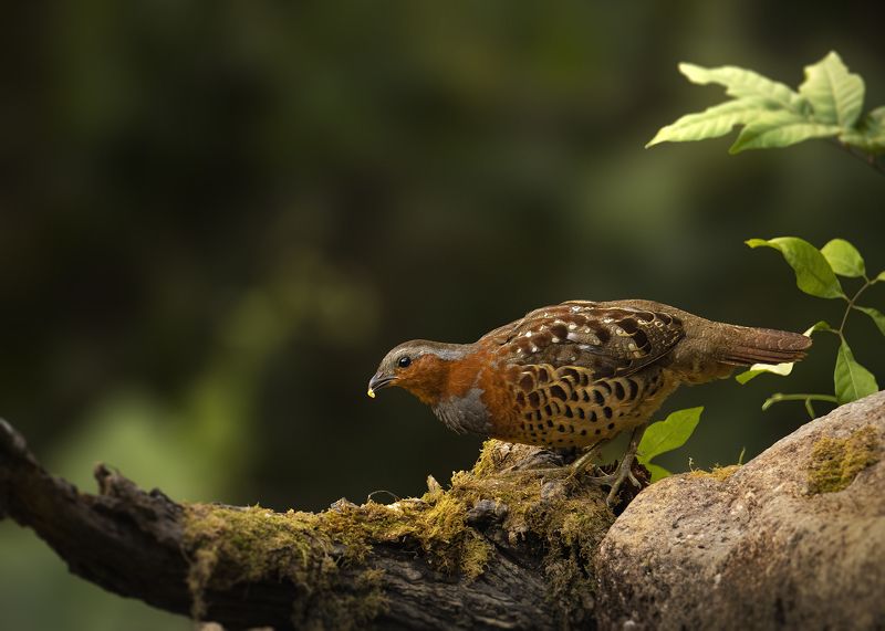птицы, китайская бамбуковая куропатка, birds, wildlife Небольшой перекусphoto preview