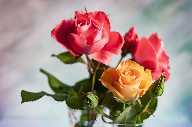 желтая роза, розы Жёлто-розовые вариацииphoto preview