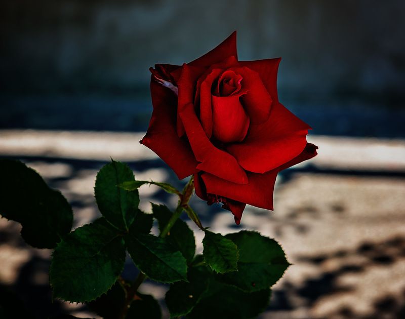 Цветочкиphoto preview