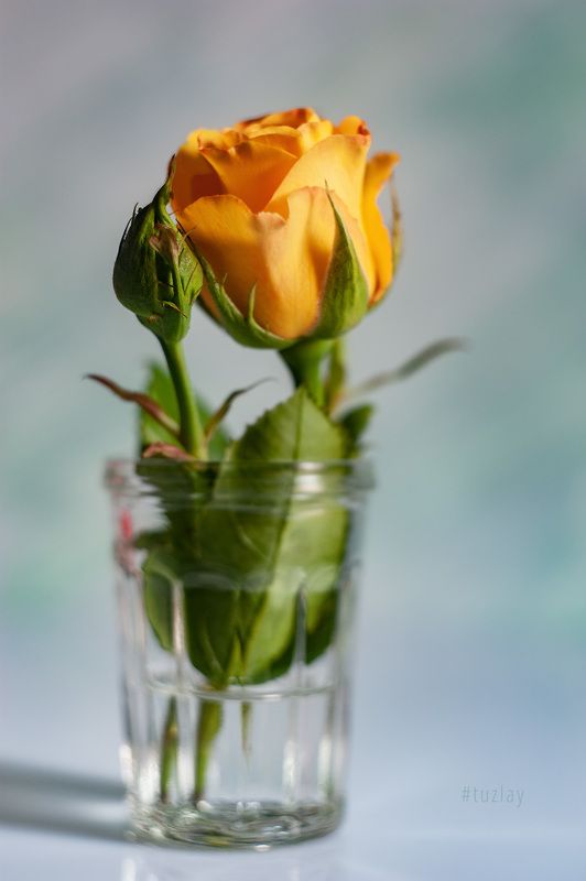 Жёлтенькая в стаканчике)photo preview