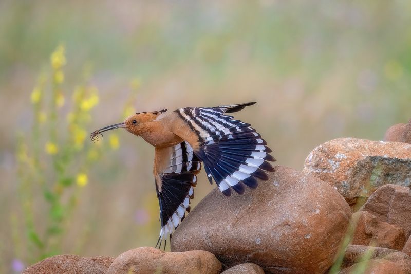 Eurasian hoopoe (Upupa epops​)...photo preview
