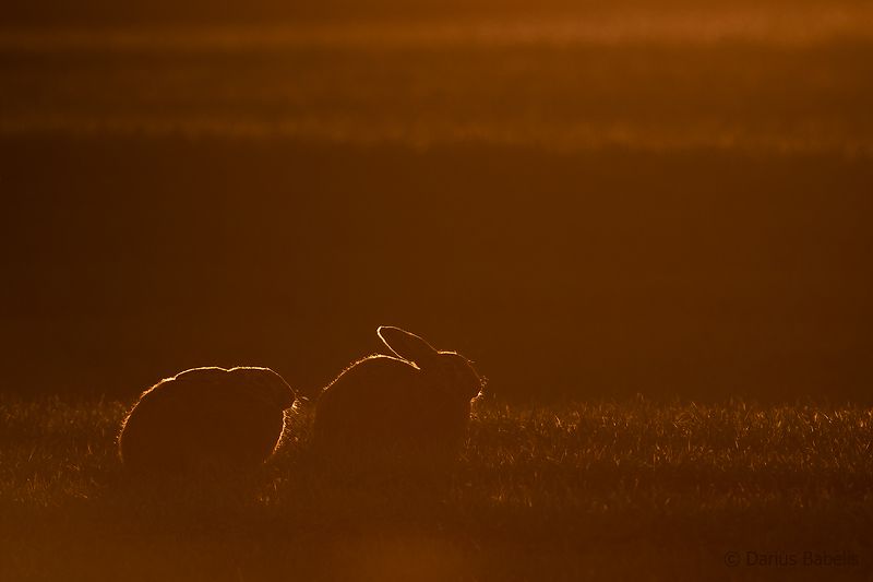 Заяцphoto preview