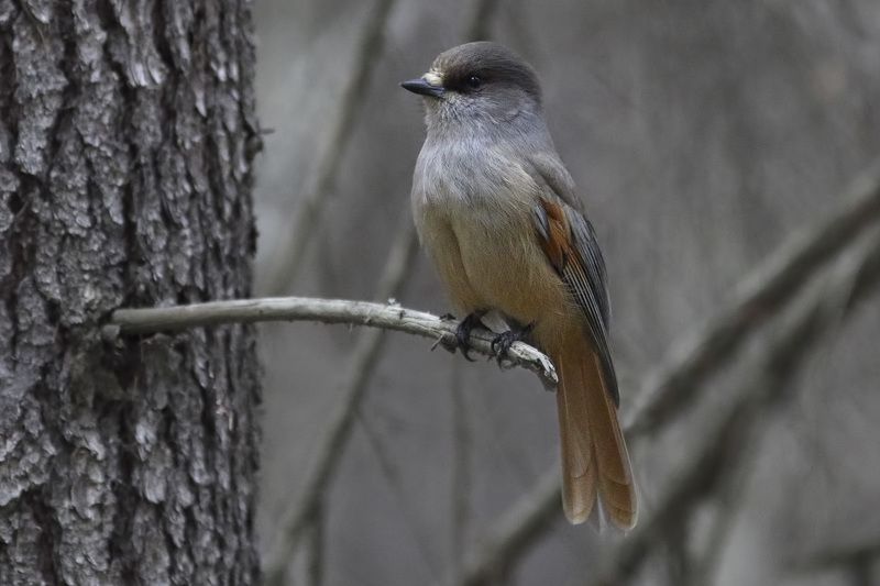 кукшаphoto preview