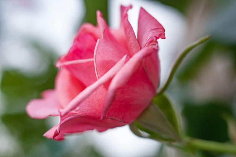 розы С Индустаром по городским улочкам. Дворовые розыphoto preview