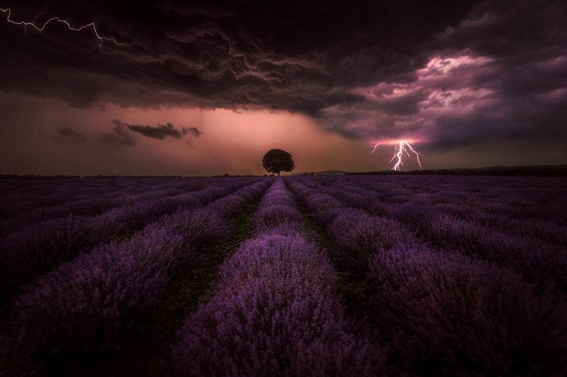 #landscape#nature#thunderstorm#lavenders Storm and lavendersphoto preview