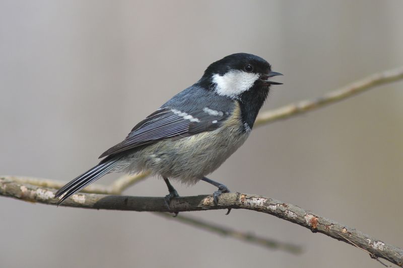 масковкаphoto preview