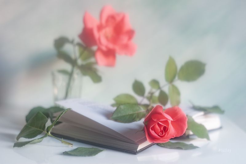 розы, книги, книга, открытая книга Про книжную романтикуphoto preview