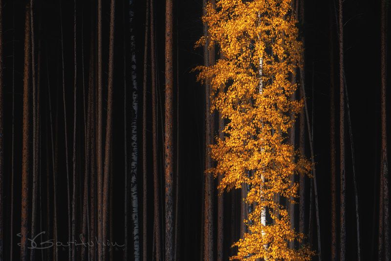 Последний танецphoto preview