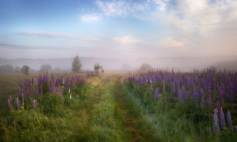 лето, рассвет, туман, небо, поле, люпины Люпиновое лето....photo preview