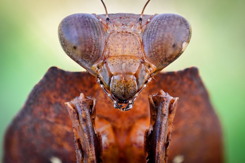 irass, waledzik, nat geo, olympus, close up, macro, extreme macro, макро Deroplatys desiccata.photo preview