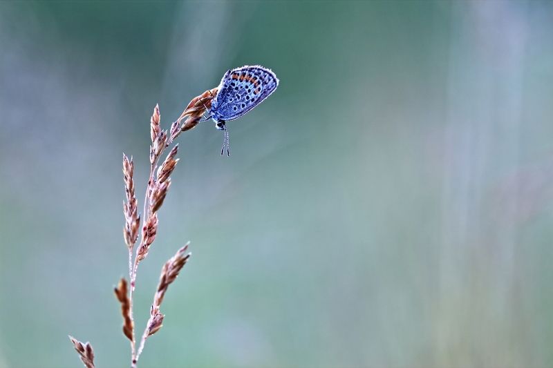 Голубянкаphoto preview