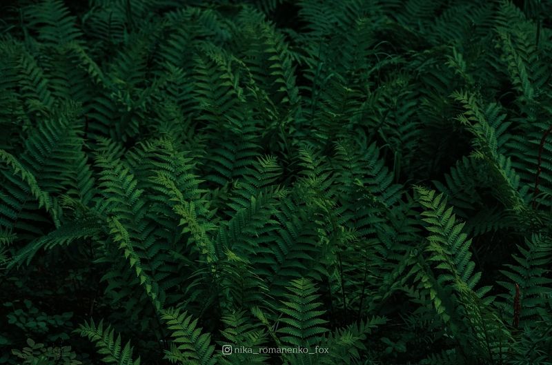 Папоротник фото превью