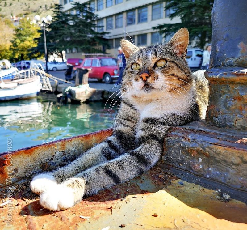 kot ***photo preview