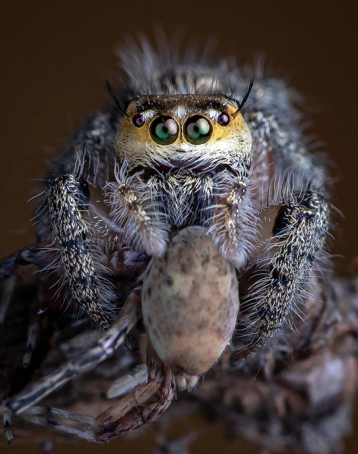 Macro wildlife insects, Shuvam Sadhukhan