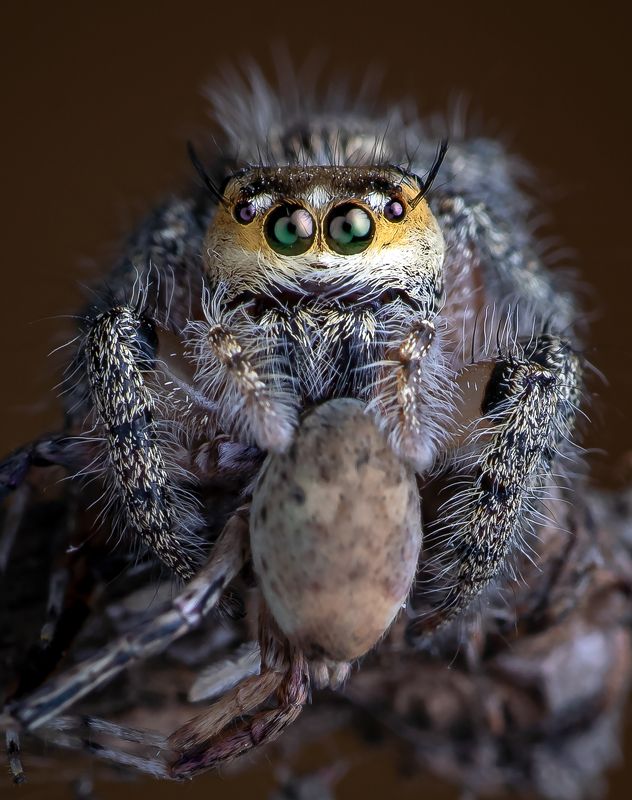 Macro wildlife insects Killing for livingphoto preview