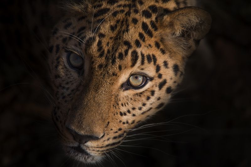 леопард Дальневосточный леопардphoto preview