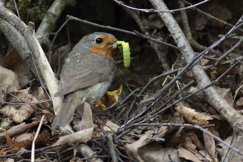 малиновка у гнездаphoto preview