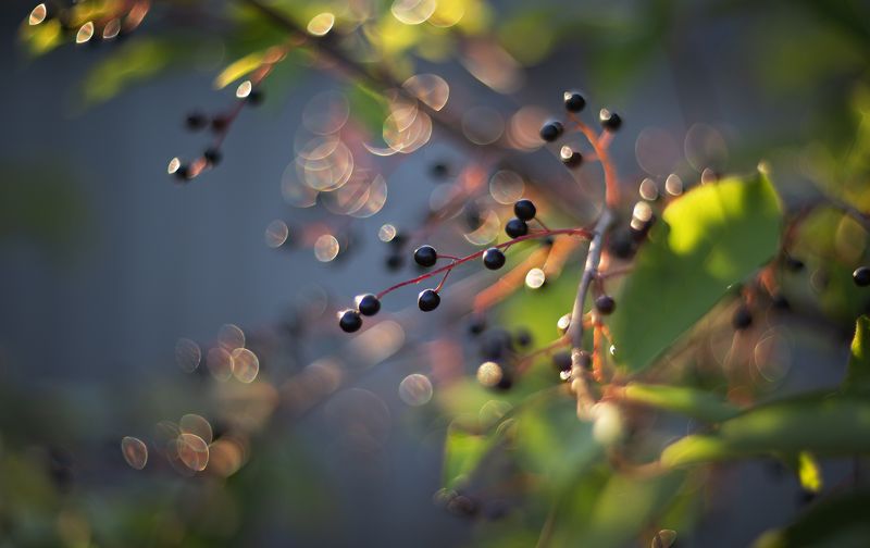 лето, черёмуха, ягоды, солнце, бокешки Черёмуха и бокешки ) фото превью