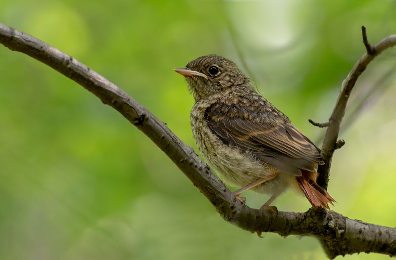 птица, горихвостка, птенец, горихвостка (птенец)photo preview