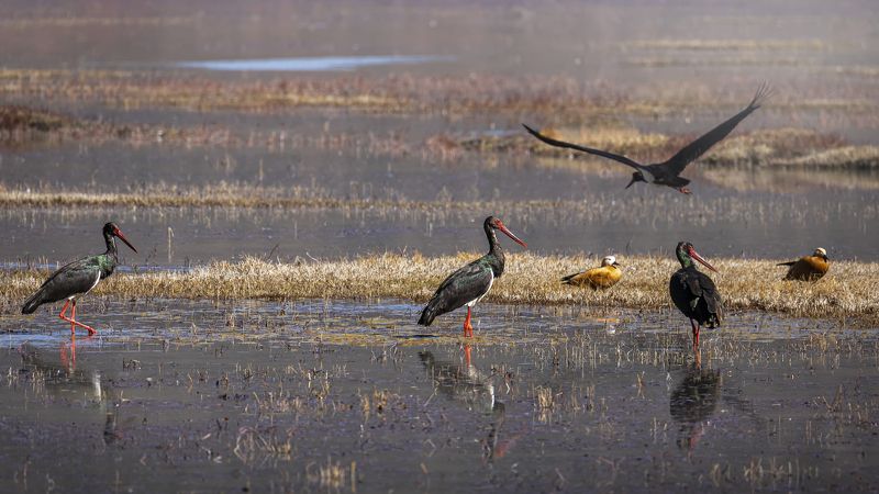 чёрный аист, птицы, birds, black stork Чёрные аистыphoto preview