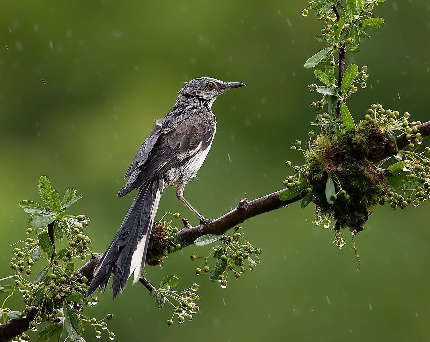 многоголосый пересмешник, northern mockingbird, пересмешник, Elizabeth Etkind