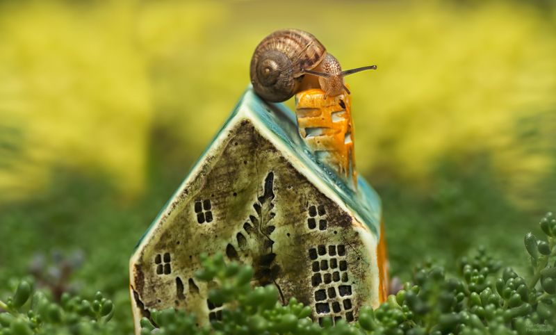 макро, природа, улитка, растения, суккуленты, macro, nature, snail, plants, succulents, а не переехать ли мне в новый дом?photo preview