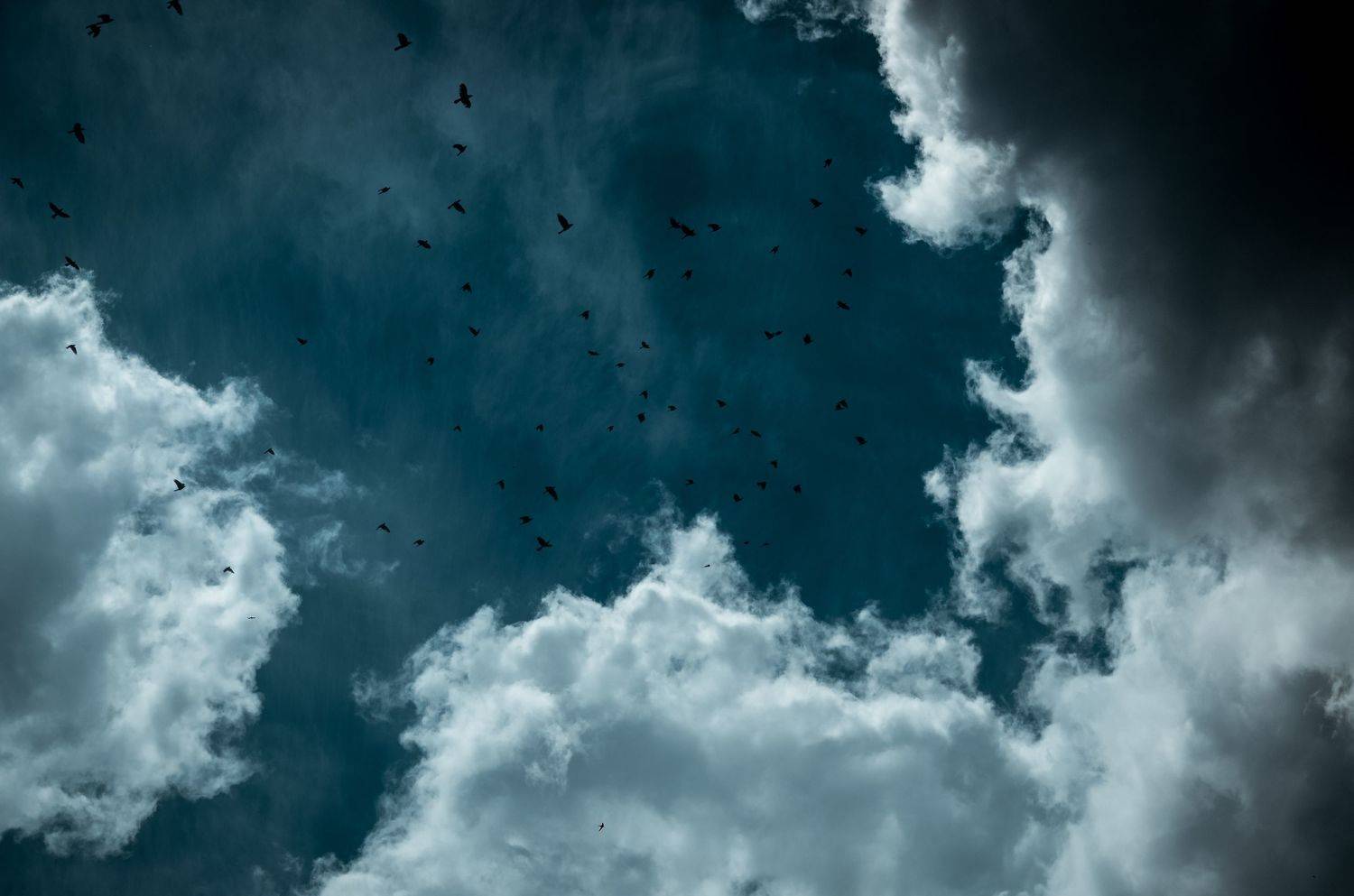 clouds sky stars birds white dark blue , Александра Александрова