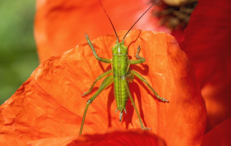 Зеленый рыцарьphoto preview