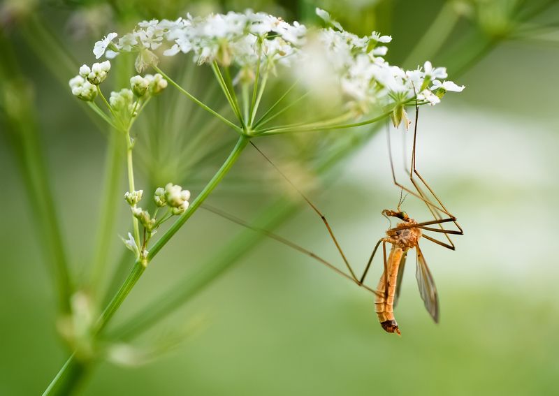 Балеринаphoto preview