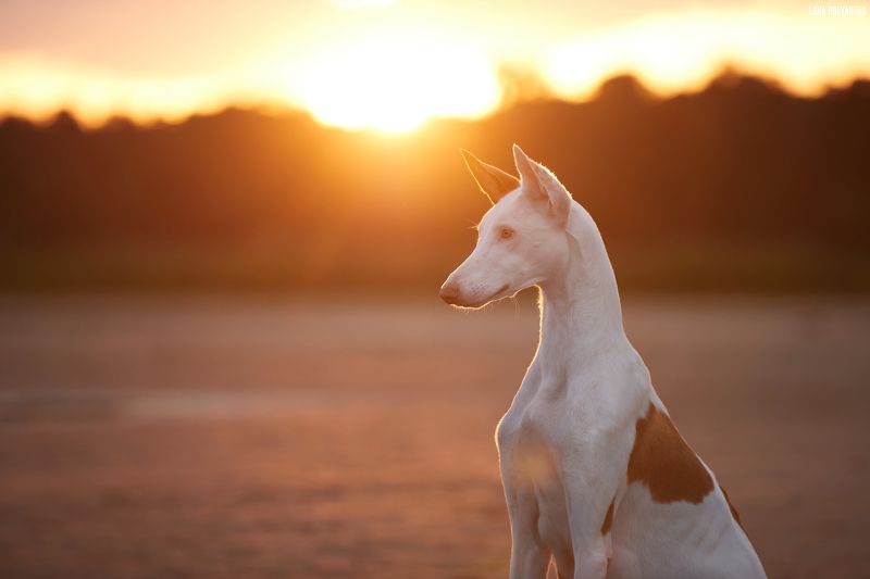 собака, поженко, поденко ибиценко, рассвет, пляж photo preview