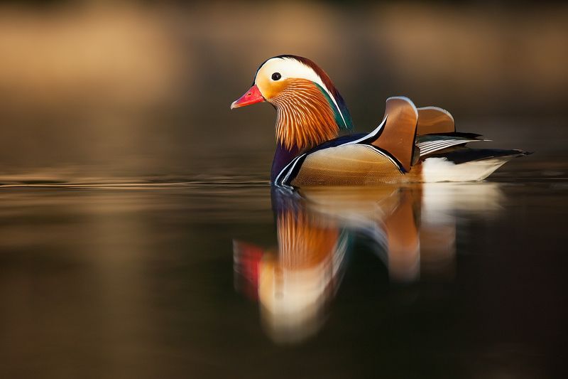 Mandarin duckphoto preview
