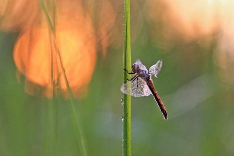 Утроphoto preview