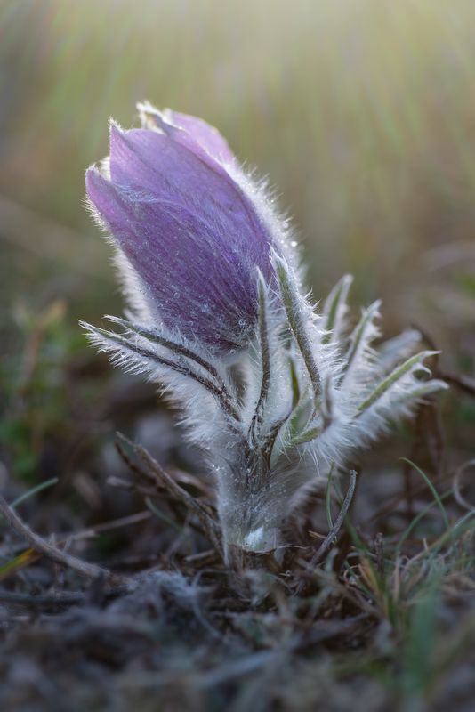 Сонтраваphoto preview