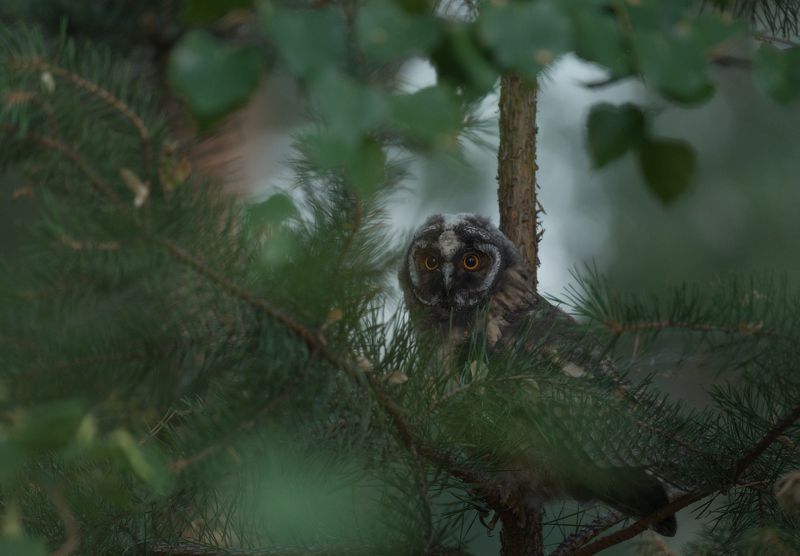 Молодая ушастая соваphoto preview