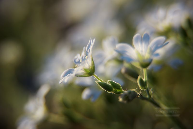 Открываясь светуphoto preview