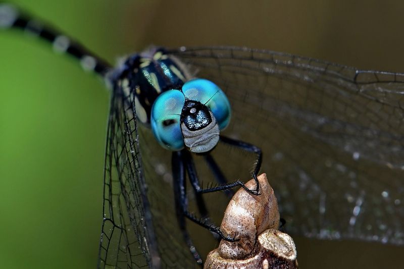 denis moura, mogi das cruzes, brasil Libelulaphoto preview