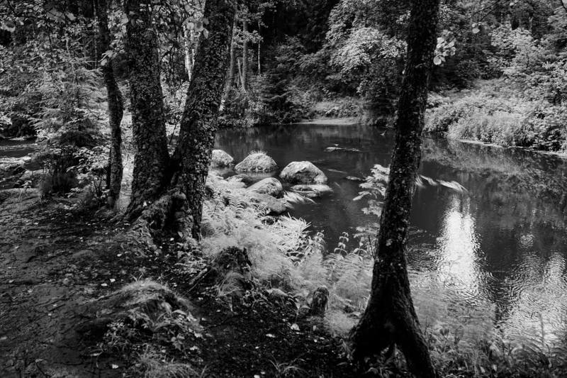 Лесная речка Рощинкаphoto preview