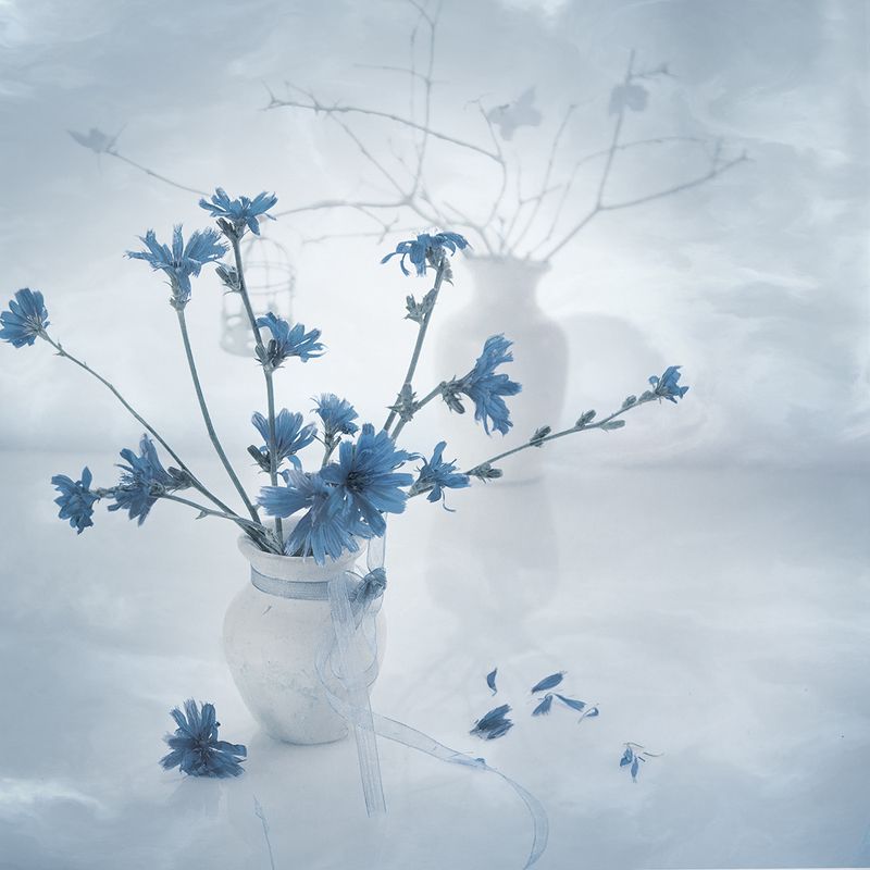 Голубой цикорийphoto preview