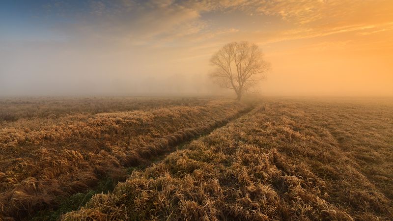 польша, mist, fog, poland, lesser poland, tree, golden hour, tranquility, outdoor, meadow, grass, plain, alone, clouds, sunrise, silene, утро, atmosphere, mood, nature, bare, willow, ***photo preview
