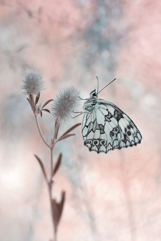 Galatheaphoto preview