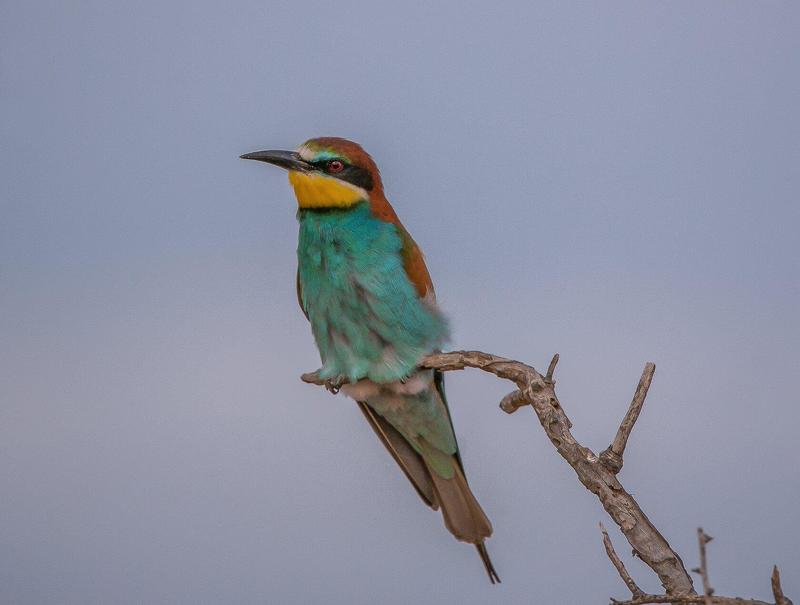 Астраханская обл  с.КАМЫШОВО Золотистая щурка (пчелоедка)photo preview