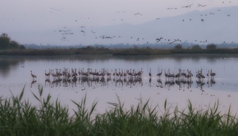 Pastoralphoto preview