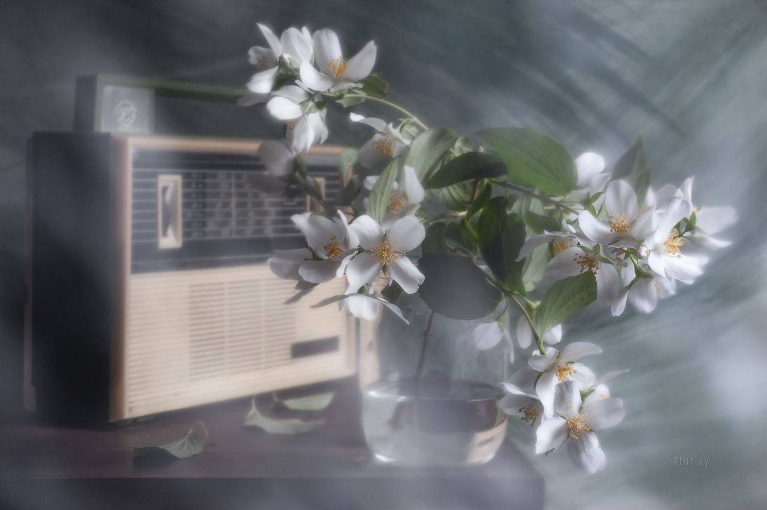 жасмин, чебушник, спидола, ретро, Владимир Тузлай