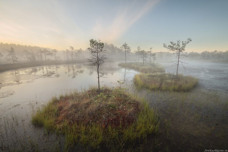 болото, ленобласть, фототур, туман, ленинградская область, дымка, болотные топи \