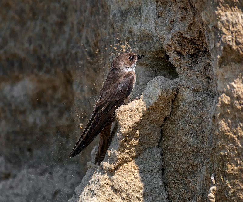 пара береговушек..photo preview