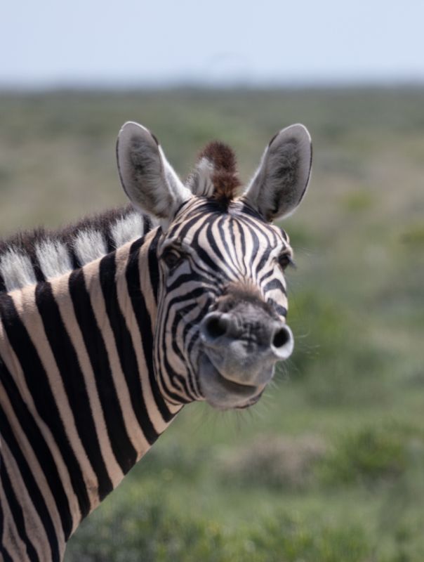 safari, zebra, africa, namibi, animal, animals, wildlife Smiling Zebraphoto preview