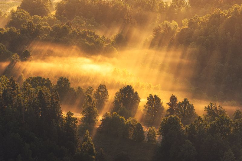 The gold has spilledphoto preview