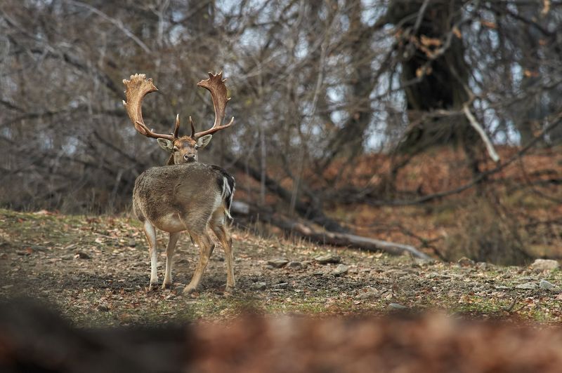 nature, wildlife ***photo preview